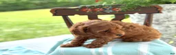 Miniature Poodle dogs for sale: Tangerine - Ad 13