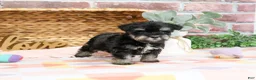 Miniature Schnauzer dogs for sale: Piglet  - Ad 2