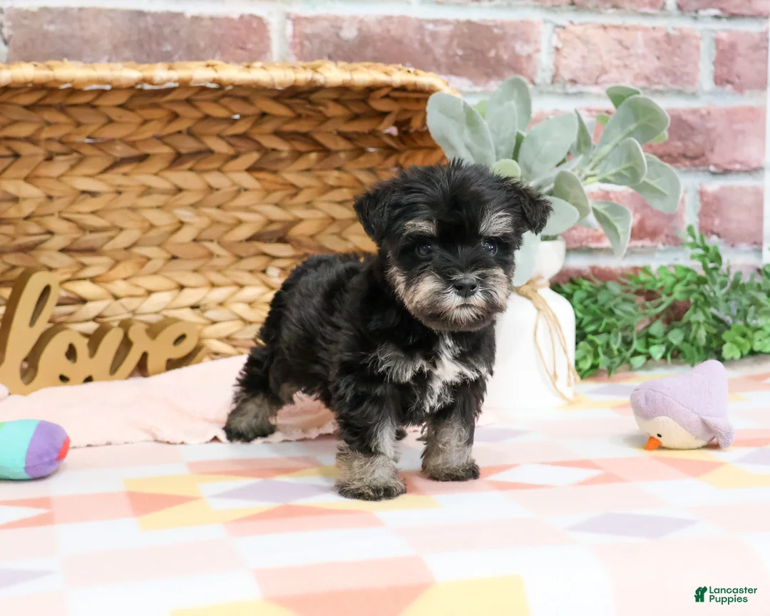 Miniature Schnauzer dogs for sale: Piglet  - Ad 2