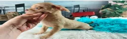 Chihuahua dogs for sale: NATIONWIDE DELIVERY teacup underbite - Ad 2