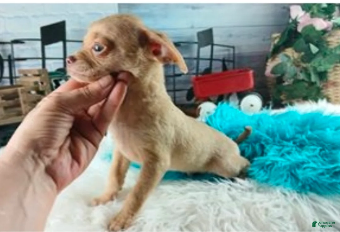 Chihuahua dogs for sale: NATIONWIDE DELIVERY teacup underbite - Ad 2
