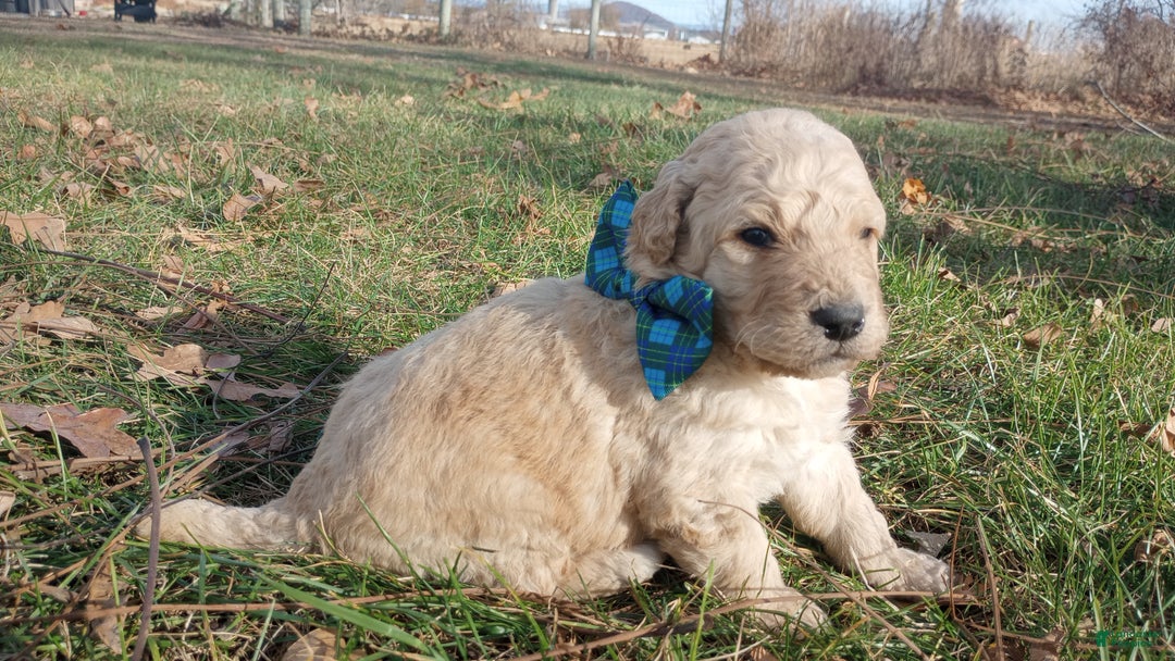 Bernedoodle dogs for sale: Bernedoodle "Boss" - Ad 7