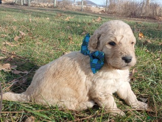 Bernedoodle dogs - Ad 5