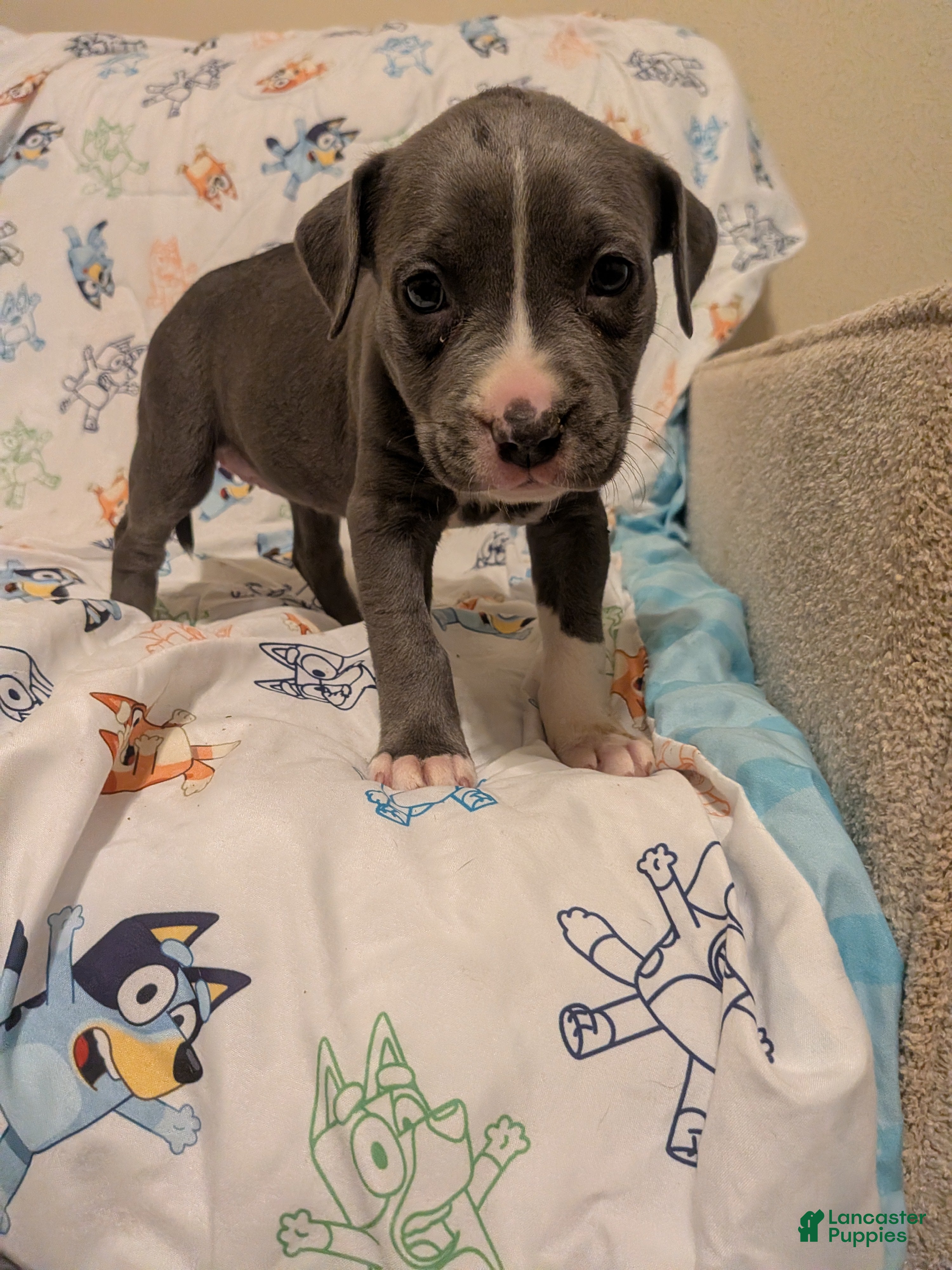 American Pit Bull Terrier dogs American Pit Bull Terrier 7 - Ad 12