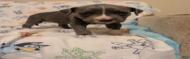 American Pit Bull Terrier 7