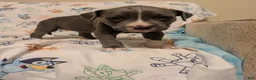 American Pit Bull Terrier dogs for sale: American Pit Bull Terrier 7 - Ad 1