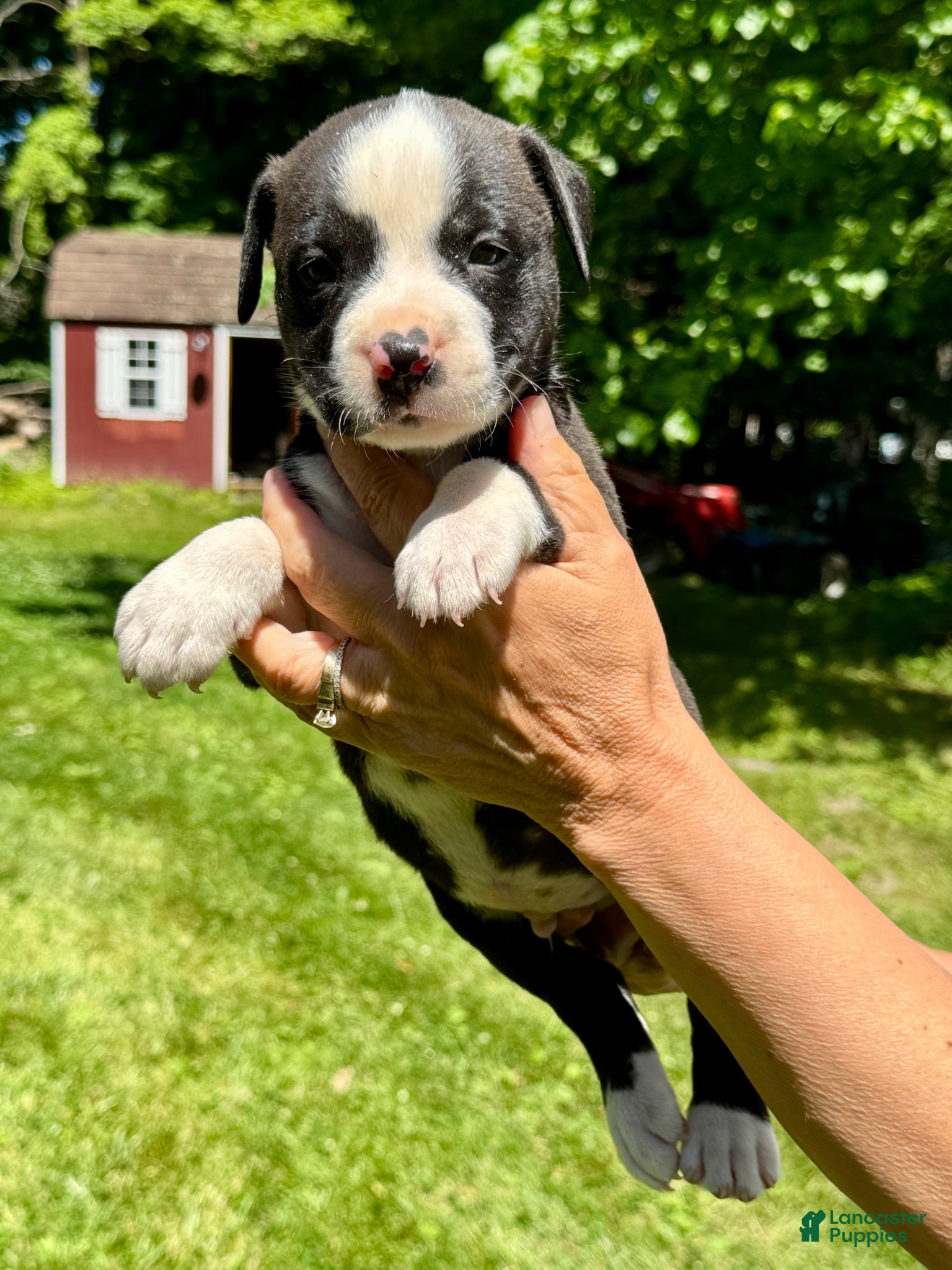 American Bulldog dogs Male 3 - Ad 1