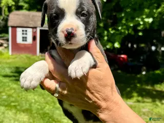 American Bulldog dogs for sale: Male 3 - Ad 4