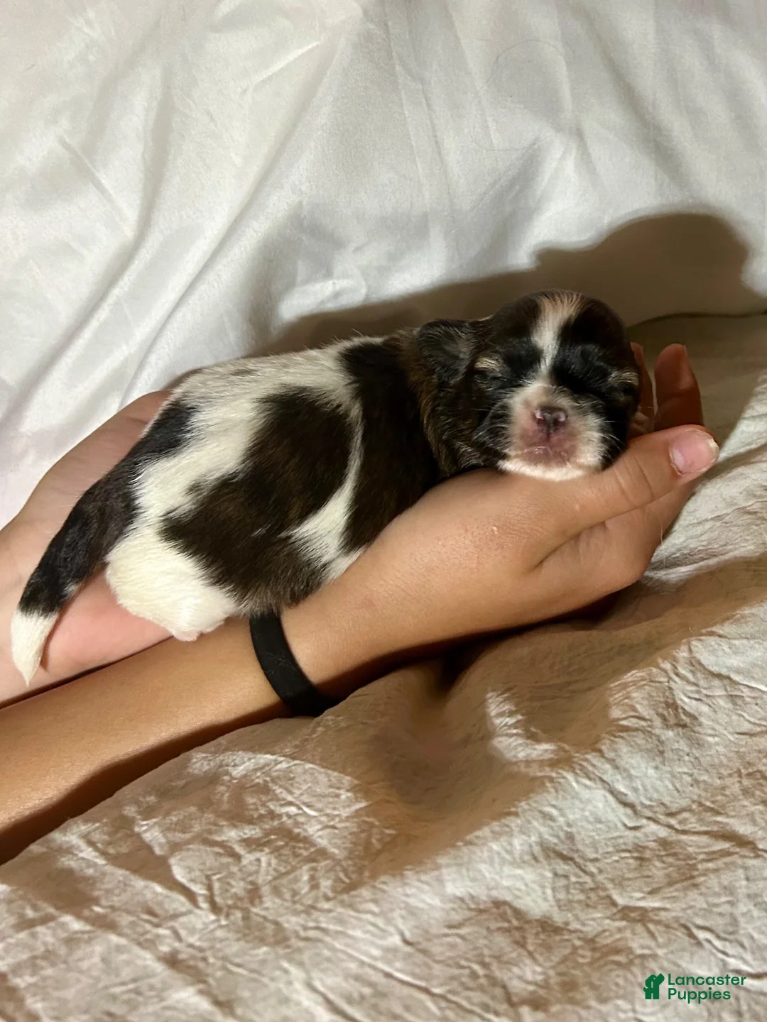 Shih Tzu dogs for sale: Shih Tzu 3 - Ad 3