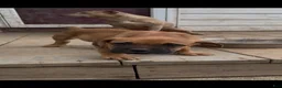 Cane Corso dogs for sale: Rocky - Ad 8