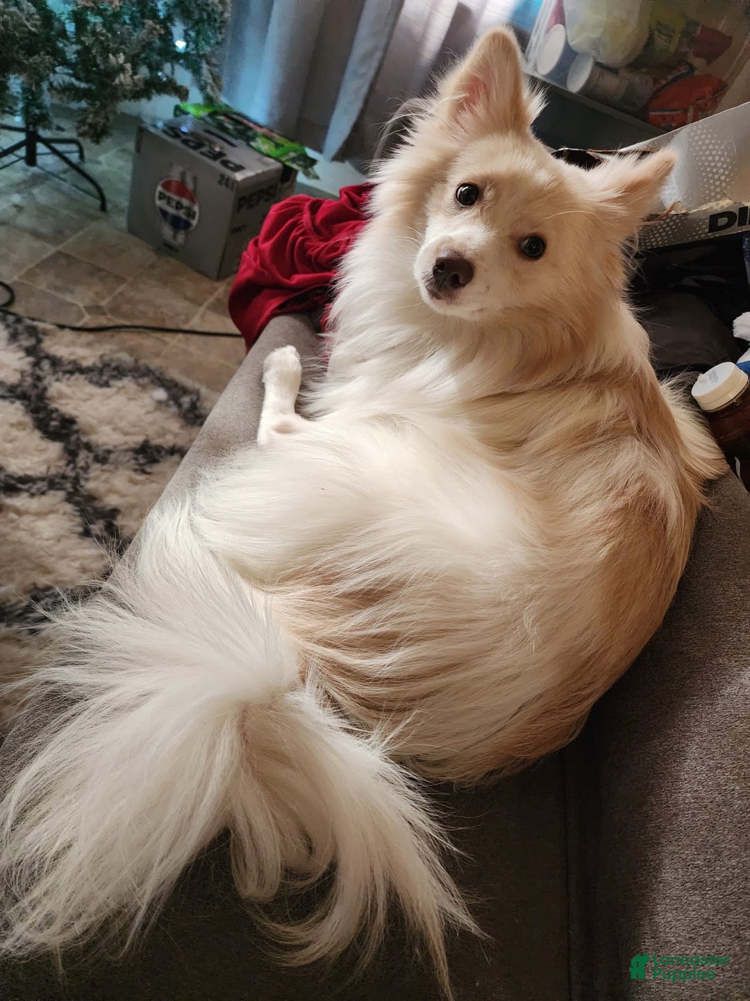 Gallery Image {{count}}