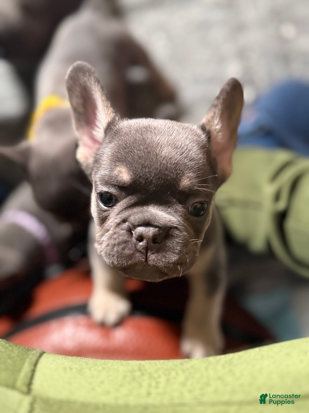 French Bulldog dogs for sale: French Bulldog Puppy 1 - Ad 1