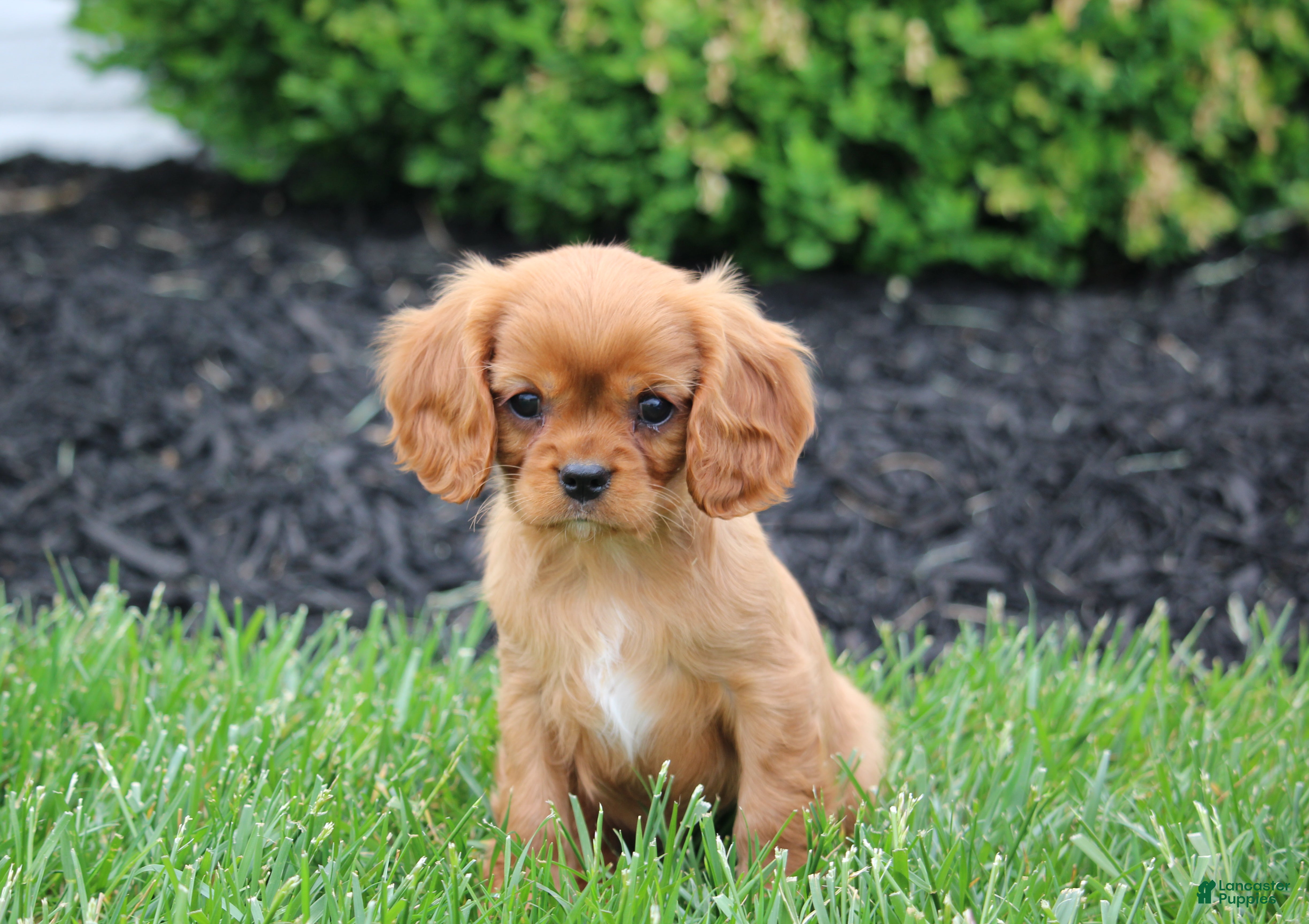 Cavalier King Charles Spaniel dogs Bella - Ad 1