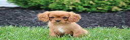 Cavalier King Charles Spaniel dogs for sale: Bella - Ad 1