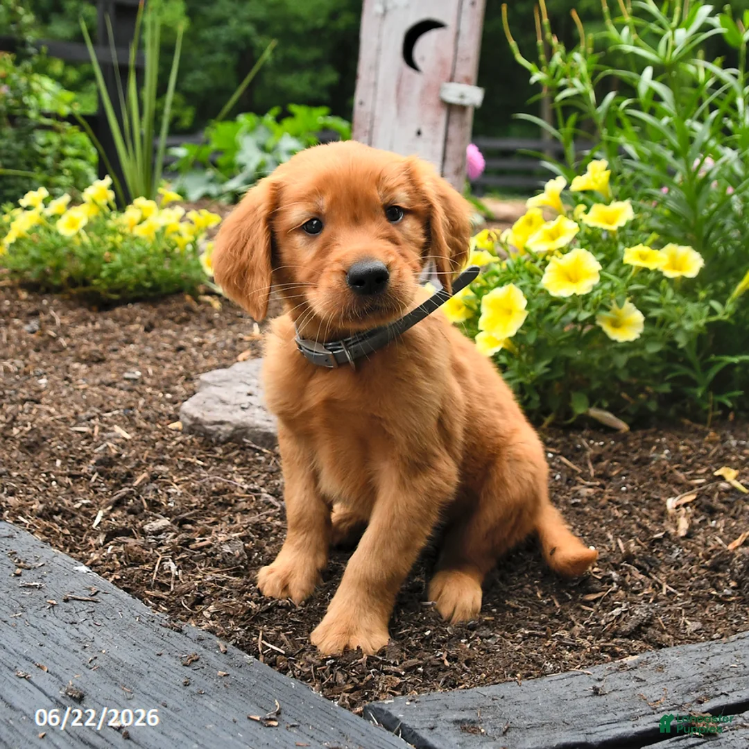 Golden Retriever dogs for sale: Royal - Ad 3