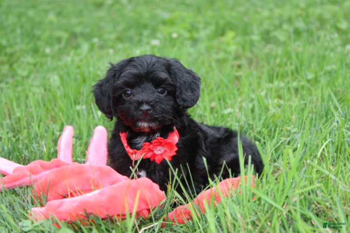 Yorkiepoo dogs River - Ad 2