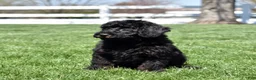 Miniature Poodle dogs for sale: Onyx  - Ad 4