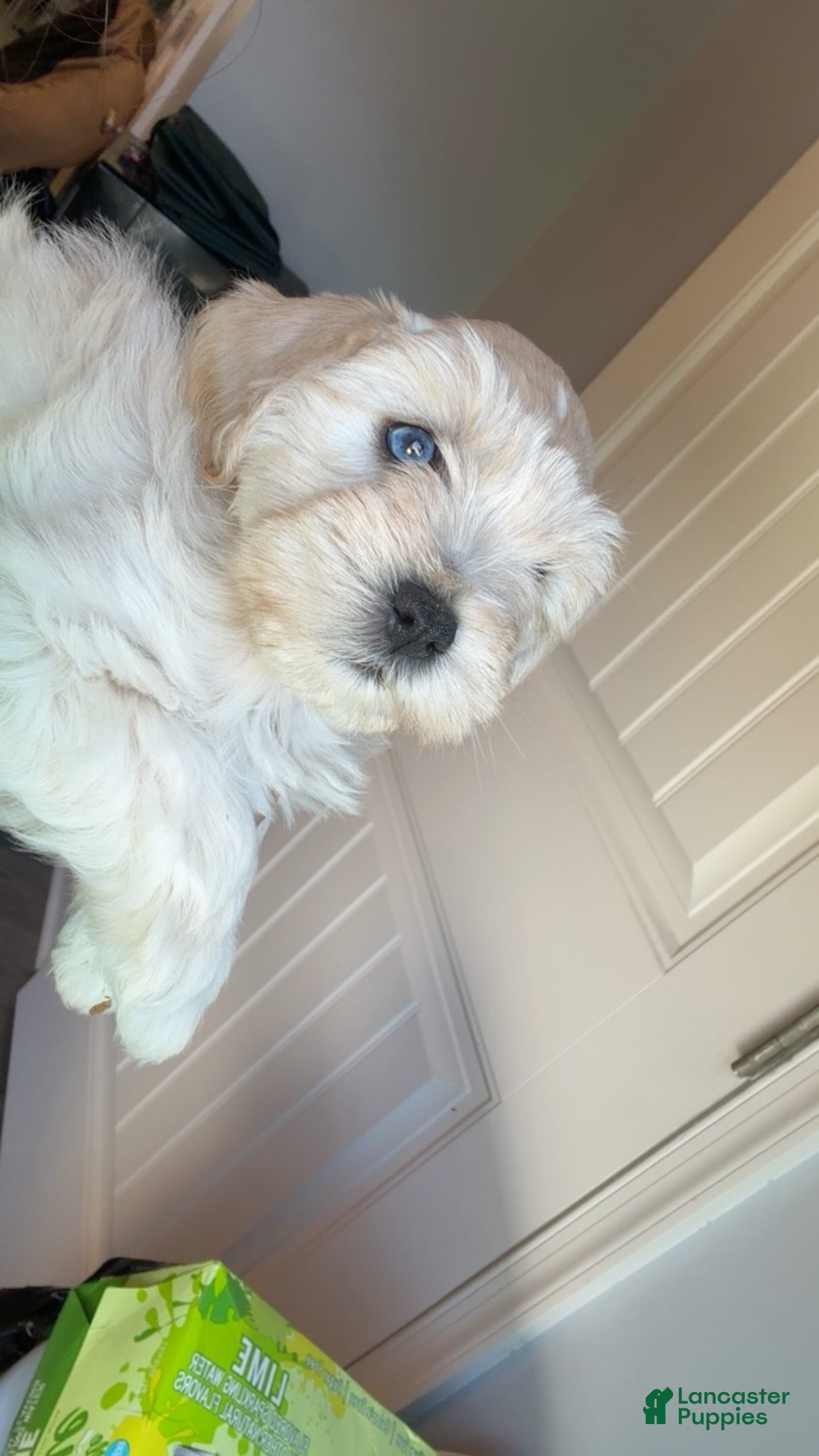 Miniature Schnauzer dogs Buzz - Ad 1