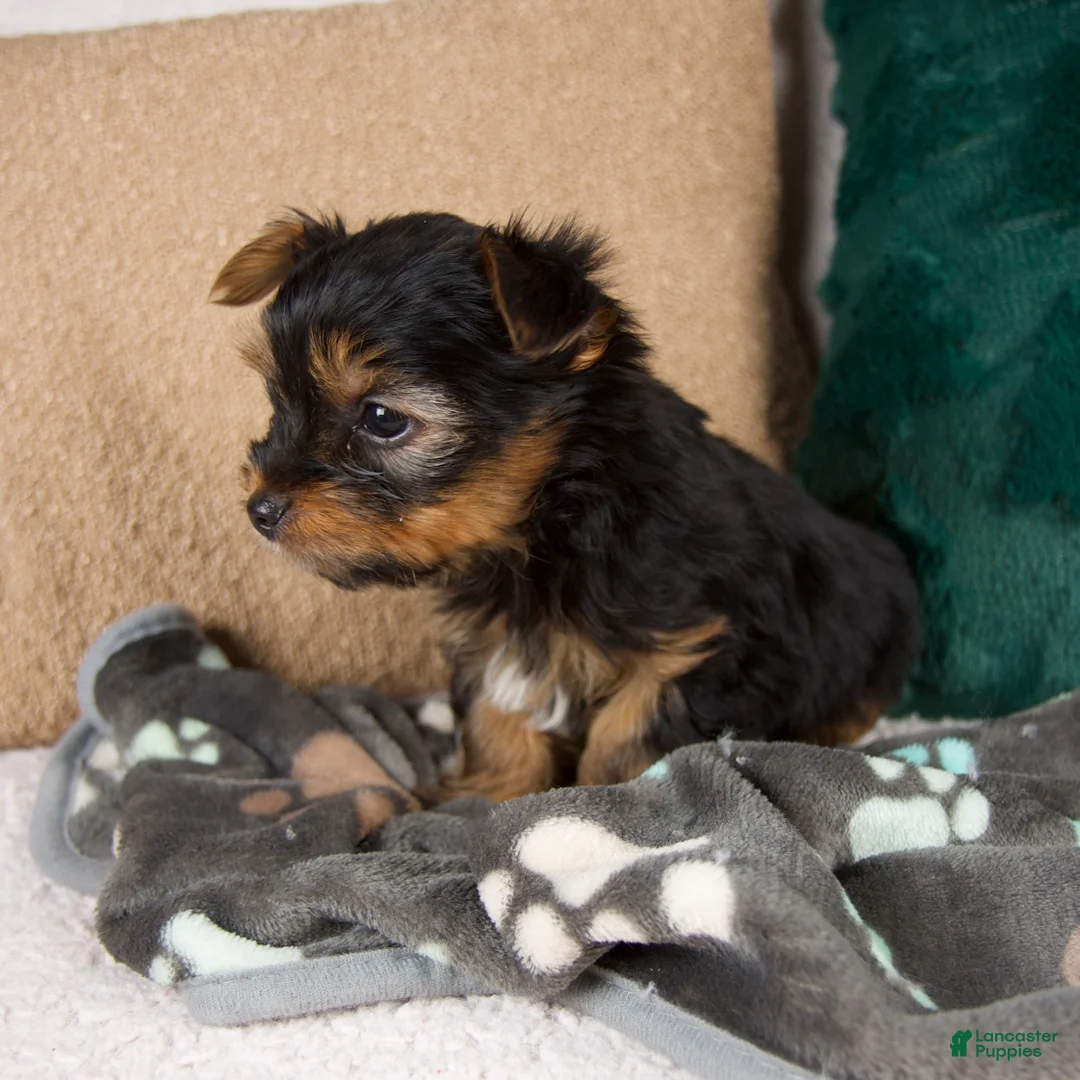 Yorkshire Terrier dogs for sale: Lance - Ad 5