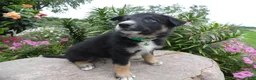 German Shepherd dogs for sale: German Shepherd Georgia 2 - Ad 2