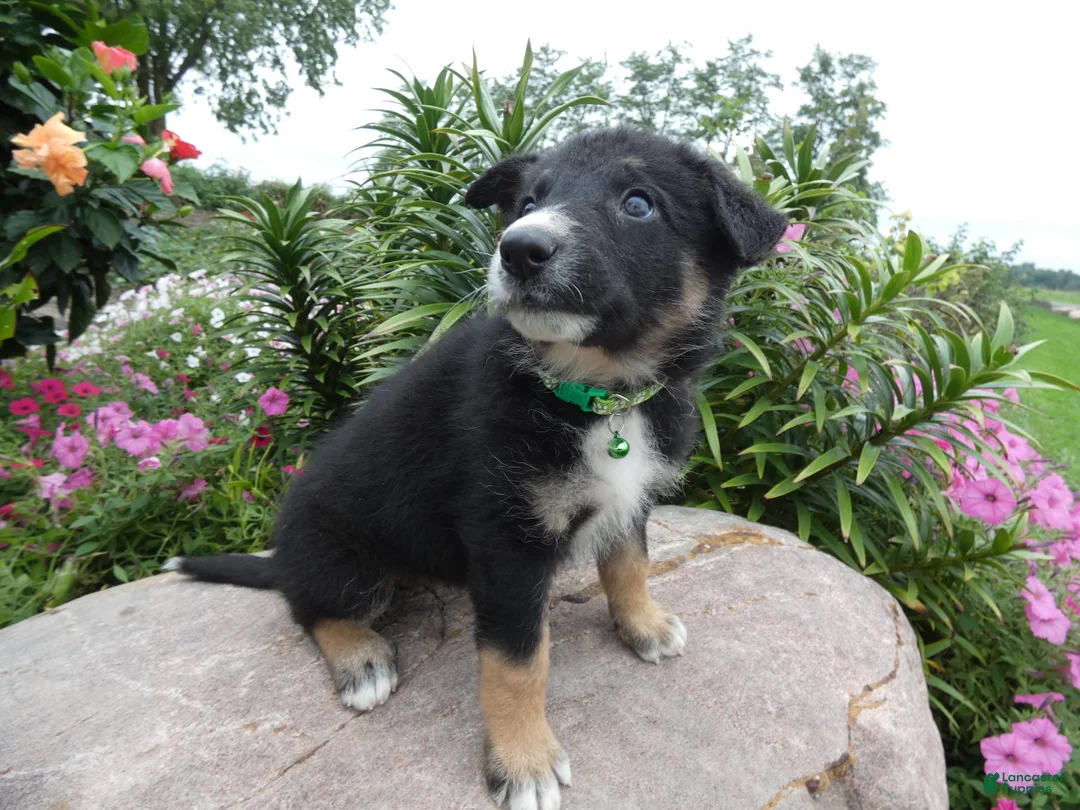 German Shepherd dogs for sale: German Shepherd Georgia 2 - Ad 2