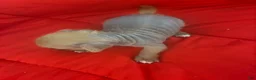 Chinese Crested dogs for sale: Chinese Crested 3 - Ad 2