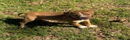 American Bulldog dogs for sale: Daisy - Ad 2