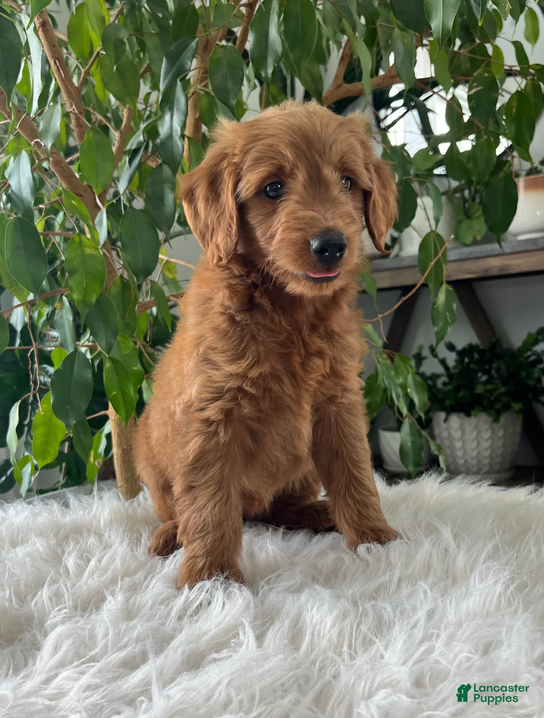 Mini Goldendoodle dogs for sale: Carly - Ad 1