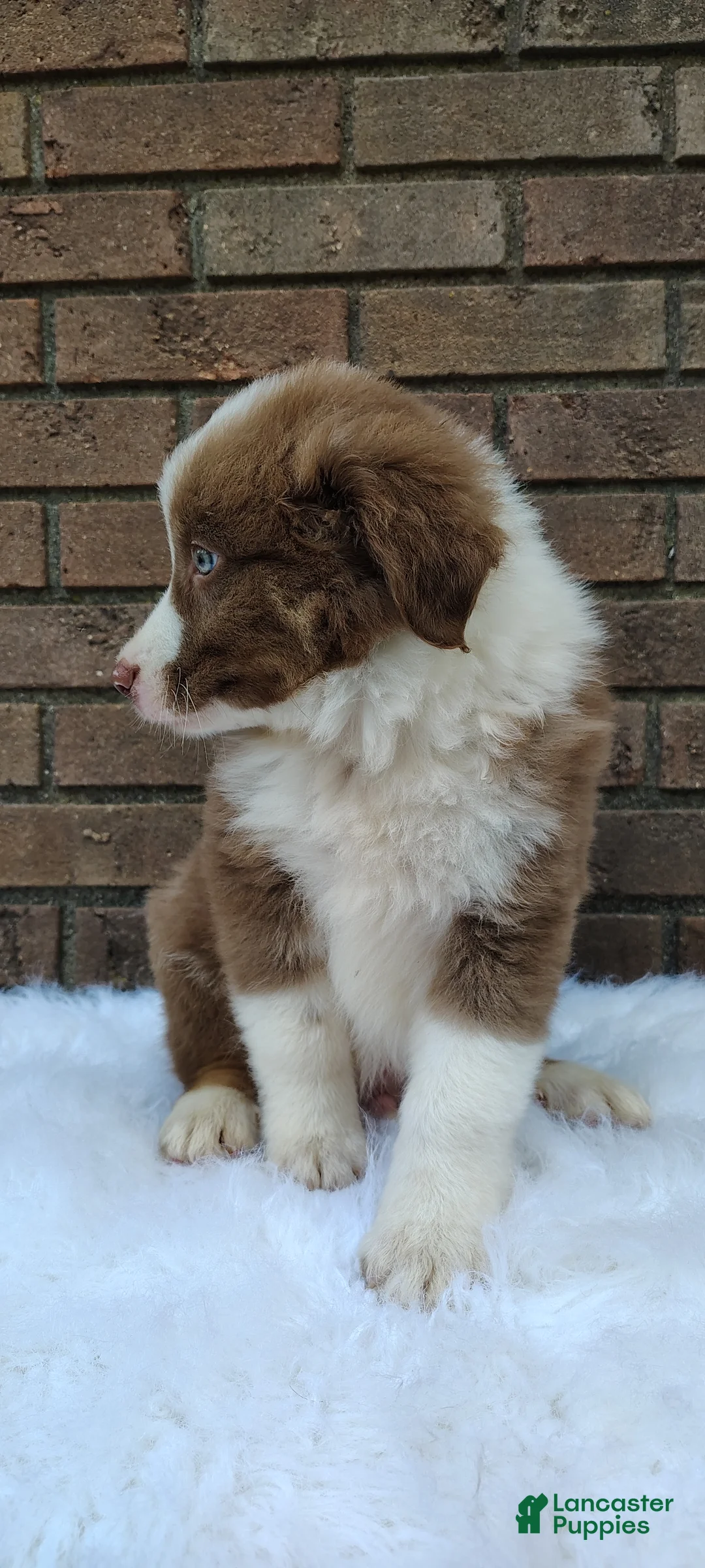 Australian Shepherd dogs for sale: Buddy - Ad 6