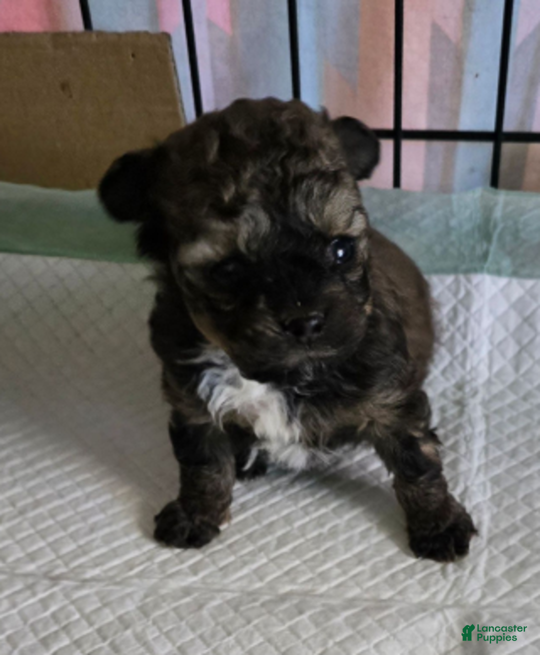 Standard Poodle dogs for sale: Tadpole - Ad 8