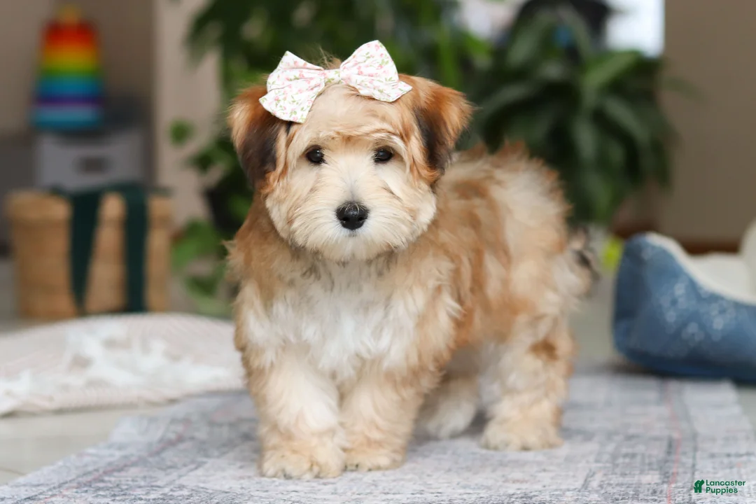 Morkie dogs for sale: Sarah - Ad 1