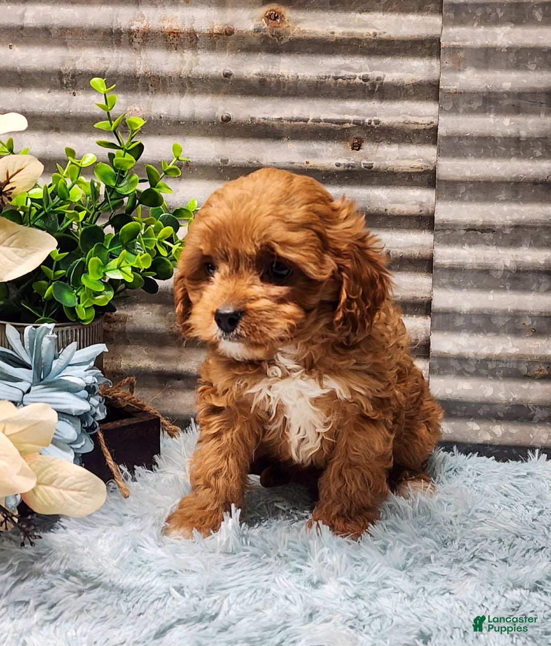 Cavapoo dogs for sale: Princess - Ad 2