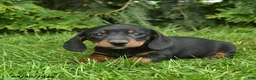 Miniature Dachshund dogs for sale: Lassie  - Ad 2