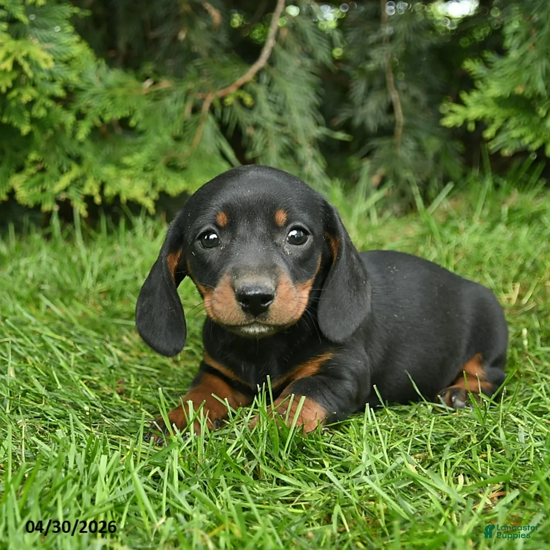 Miniature Dachshund dogs for sale: Lassie  - Ad 2