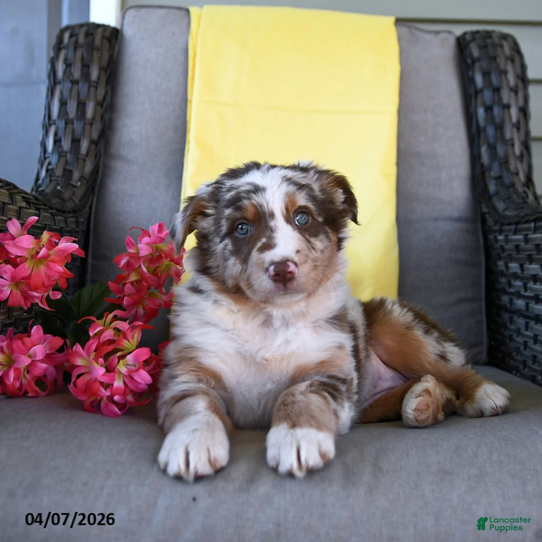 Australian Shepherd dogs for sale: River - Ad 5