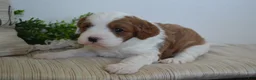 Miniature Poodle dogs for sale: Patches - Ad 4