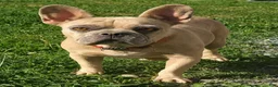 French Bulldog dogs for sale: Lindie - Ad 4