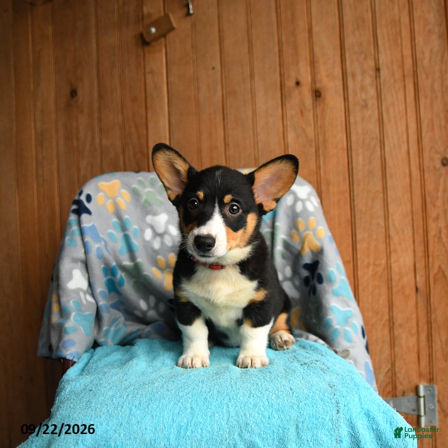 Welsh Corgi Pembroke dogs Remy - Ad 2