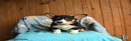 Welsh Corgi Pembroke dogs for sale: Remy - Ad 2
