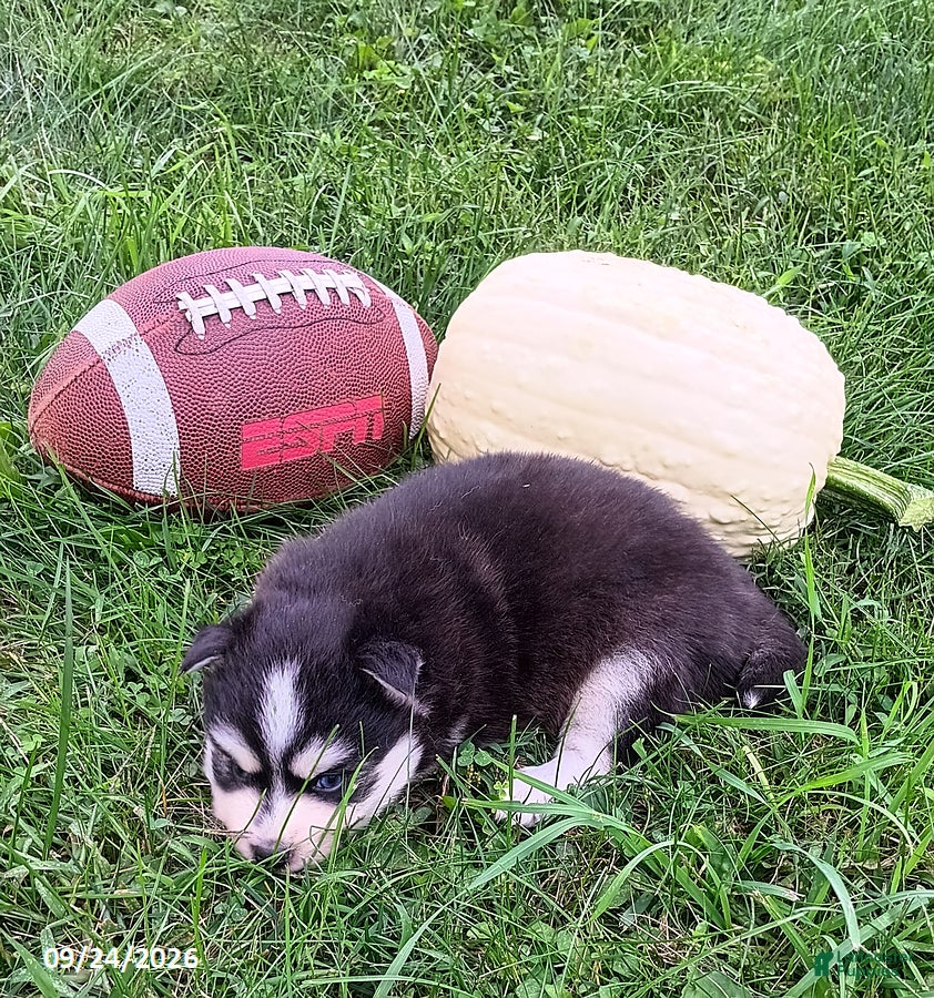 Pomsky dogs Bandit - Ad 2