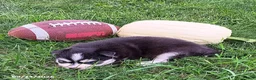 Pomsky dogs for sale: Bandit - Ad 2