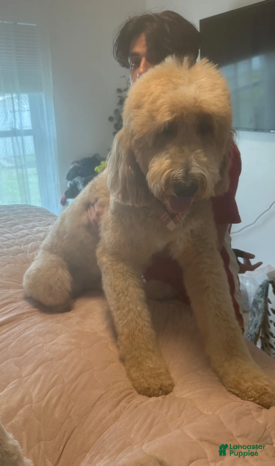 Goldendoodle dogs for sale: Goldendoodle 2 - Ad 2