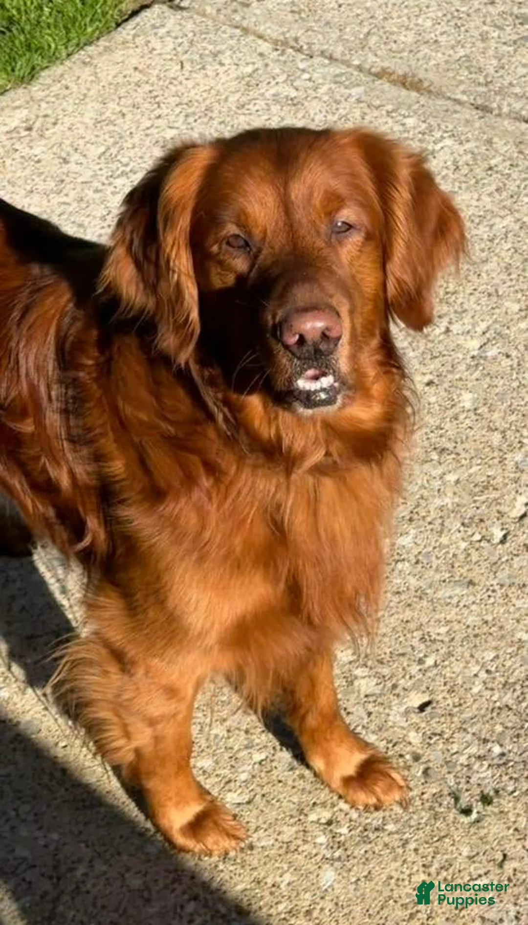 Golden Retriever dogs for sale: Maizey - Ad 11