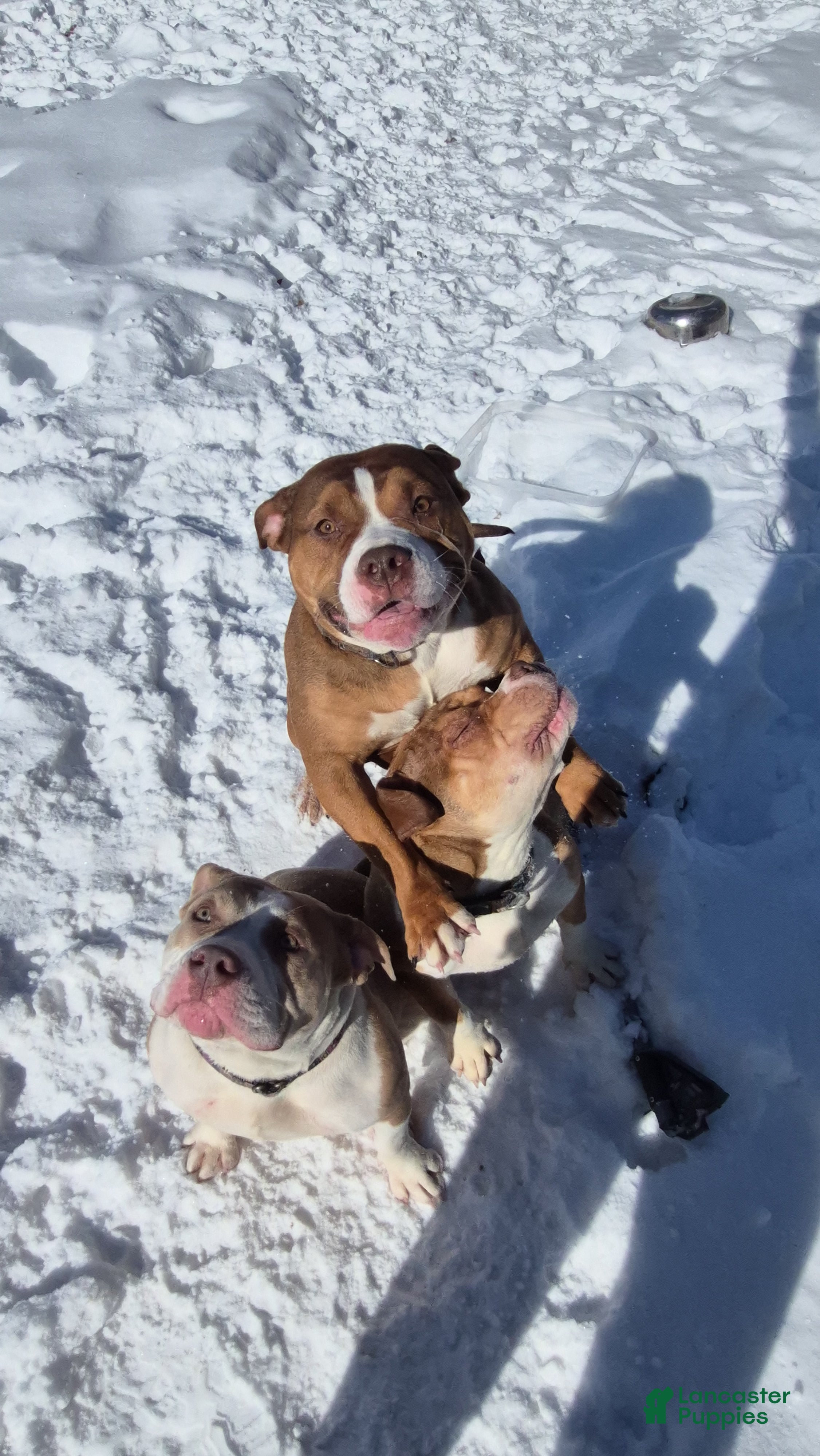 American Bully dogs Bubbles - Ad 2