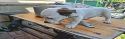 Jack Russell Terrier dogs for sale: Jack Russell Terrier 4 - Ad 8
