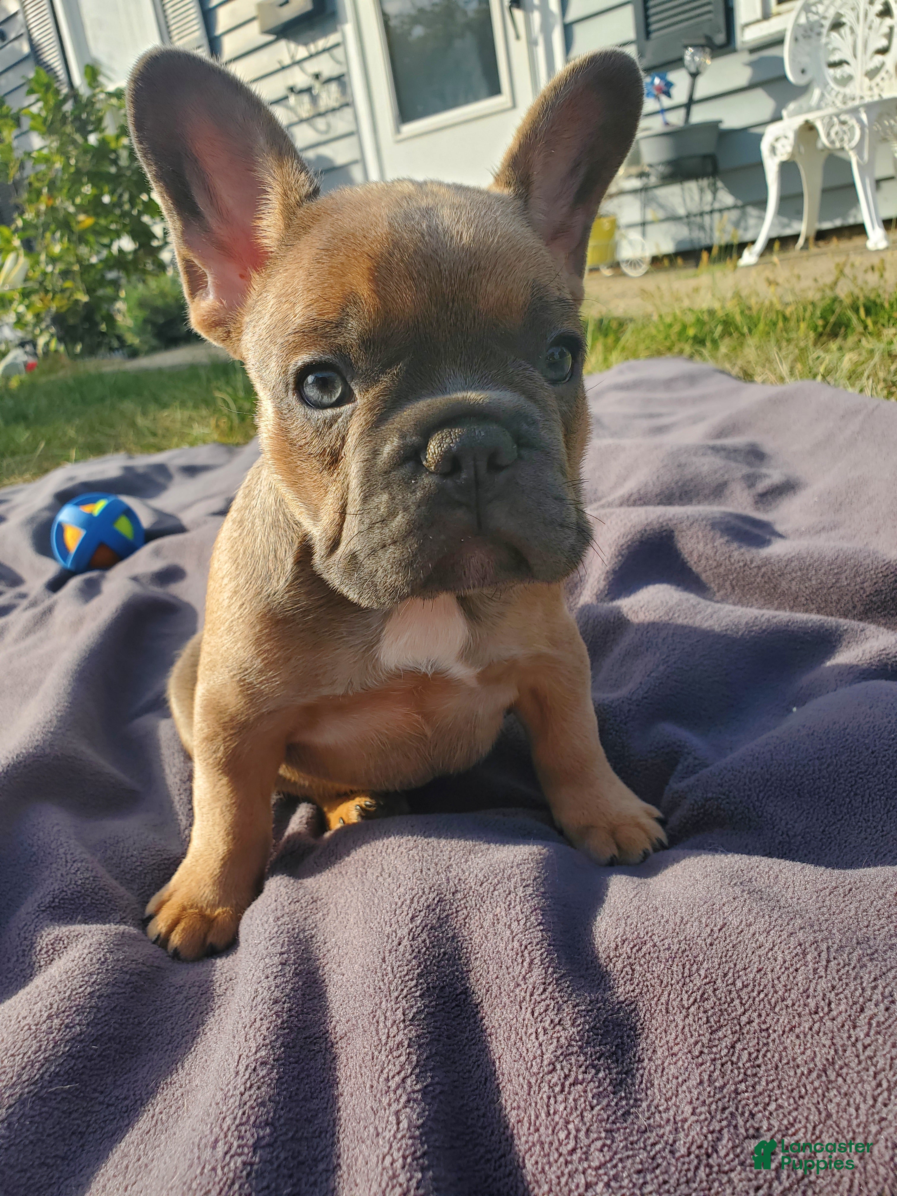 French Bulldog dogs Layla - Ad 33