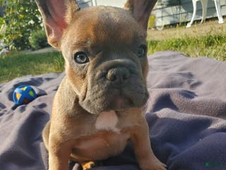 French Bulldog dogs Layla - Ad 36