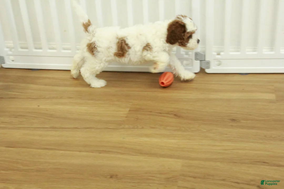 Cavapoo dogs for sale: Leo - Ad 4