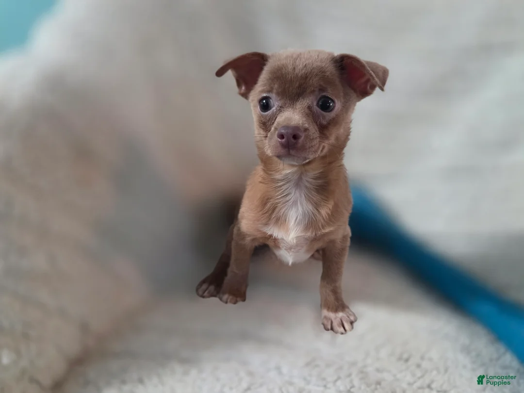 Chihuahua dogs for sale: Tim - Ad 1