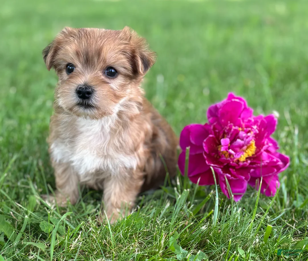 Morkie dogs for sale: Brookie  - Ad 1